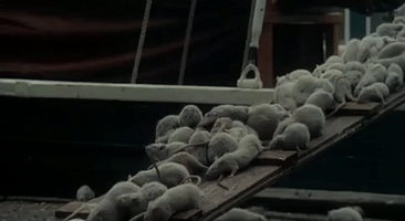 phantom der nacht GIF