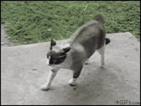 cats lol GIF