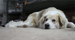 cat running GIF