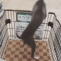 happy dog GIF by JustViral.Net