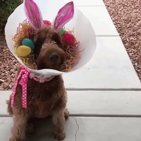 Proud Dog Rocks the Cone of Shame For Easter