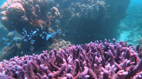 ExperienceCo giphygifmaker ocean paradise dive GIF