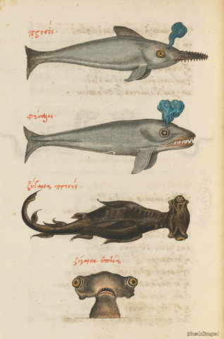 Harvard University Pamela Chougne GIF