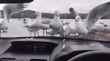 French Fries GIF by ViralHog