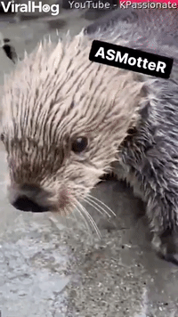 Otter Claps and Taps for Clams
