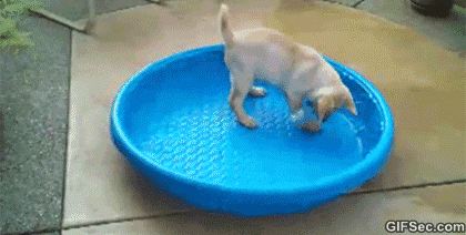 funny puppy GIF