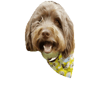 Dr Seuss Sticker by Geekster Pets