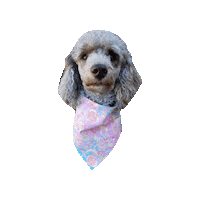 Sailor Moon Poodle Sticker by Geekster Pets