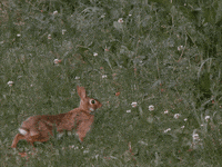Rabbit GIF by Trevor Anderson