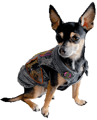 Dog Chihuahua Sticker by Pull The Plug Patches