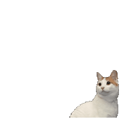 25Catsfromqatar Sticker by Gray Hat Films