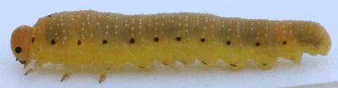 Caterpillar GIF