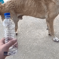 Labrador Unintentionally Aces the #BottleCapChallenge