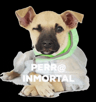 wawawropaperros wawaw GIF