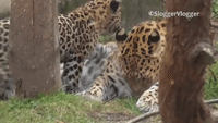 Playful Leopard Cubs Have Fun With Their Mother
