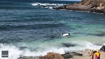 Sea Turtle Startles Beachgoers in Maui