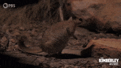 Australia Cute Animals GIF by PBS