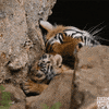 bbc earth wow GIF by BBC America