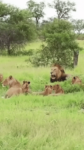 cuteanimalland giphyupload GIF