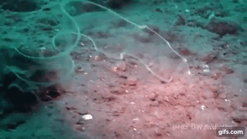 likedhu giphyupload GIF