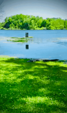 Wildlife Alligator GIF by University of Florida
