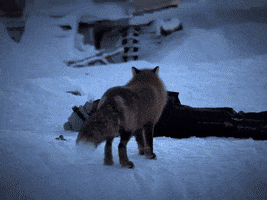 Season 8 Fox GIF by National Geographic Channel