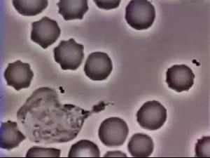 blood cell GIF