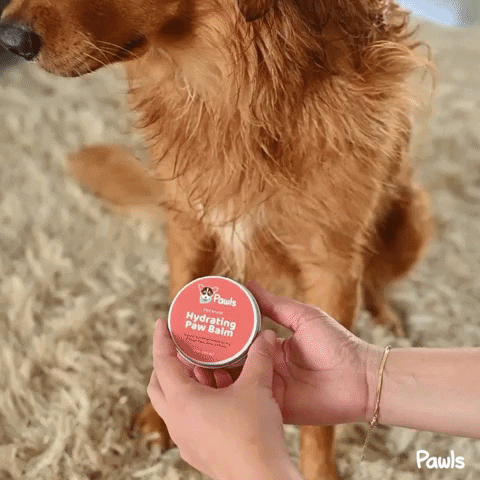 Golden Retriever Dogs GIF by Pawls Company