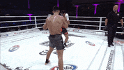 GLORYKickboxing muay thai knockouts glory kickboxing josh jauncey GIF