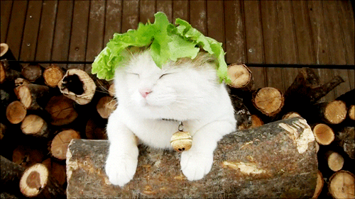 cat lettuce GIF