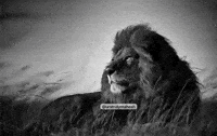 Mahesh Babu Bob GIF