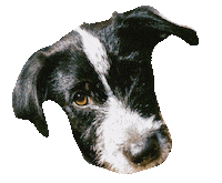 Spike Sticker by Ardent Dog