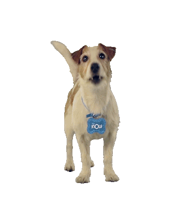 dog puppy Sticker