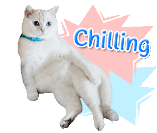 nalacat whitecoffeecat Sticker