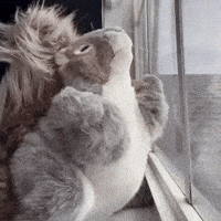 Home Alone Dancing GIF