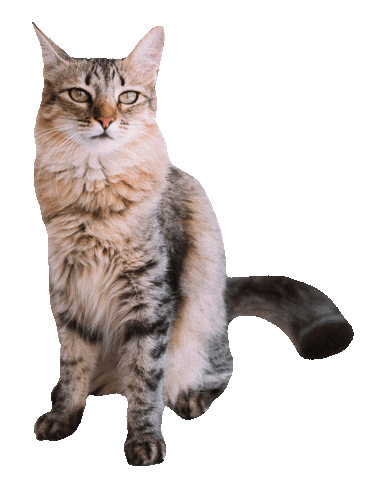 romeuemalelo giphyupload cat cats gato Sticker