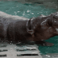 Pygmy Hippo Baby GIF by John Ball Zoo