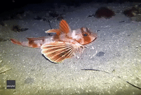 Diver Delights at Witnessing Red Gurnard 'Walk' and Show Off Butterfly-Like Fins