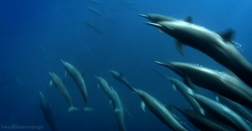 dolphin GIF by Head Like an Orange