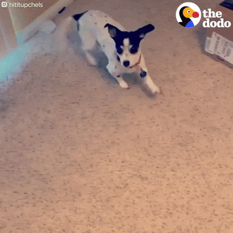 Dog GIF by The Dodo