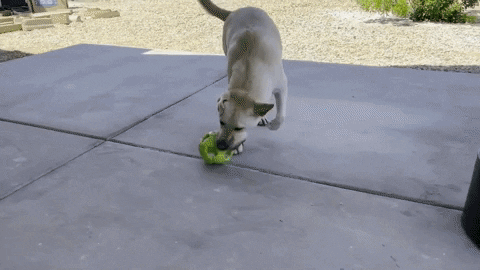 FatPuppy giphygifmaker dog dog toy labradors GIF