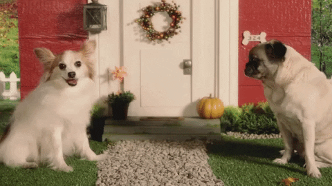 season 1 cats GIF by Animals