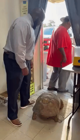 Century-Old Tortoise Reunited With Owner After Being Rescued Near Louisiana Canal