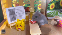 School's In! Hamster Enjoys Snack in Miniature Classroom