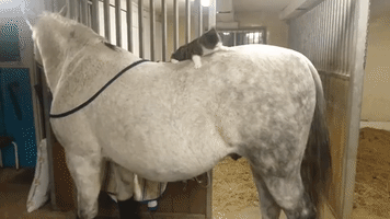 Adventurous Cat Prepares for Horse Riding