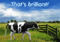 Cows Expressions GIF