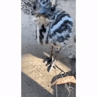 Quite 'Emu-sing': Baby Emu Pecks at Camera at Sydney Zoo