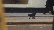 The Home Team Cat GIF by Thriller Records