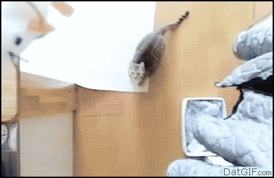cat fly GIF