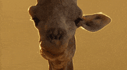 taste GIF